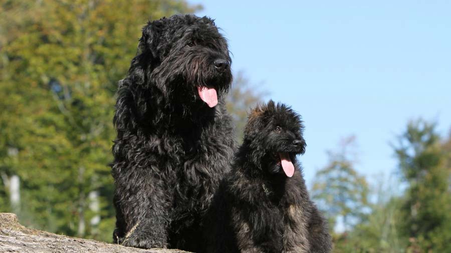 Bouvier des Flandres (Sitting, Black)