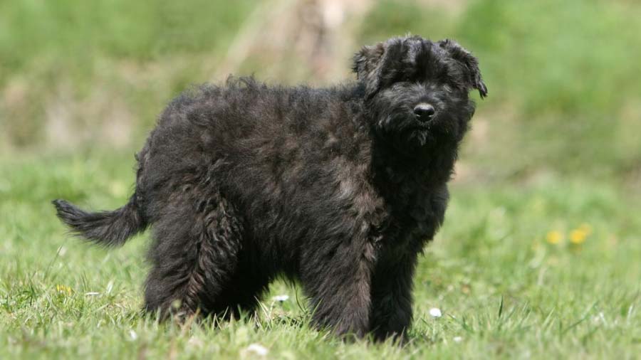 Bouvier des Flandres Puppy (Side View, Black)