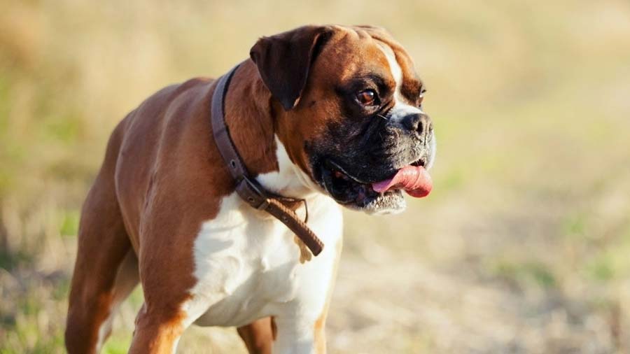 Boxer (Standing, Head)