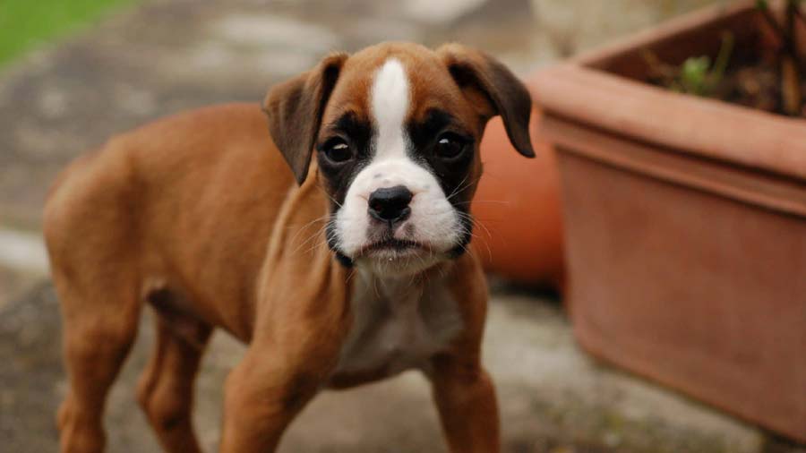 Boxer Puppy (Fawn, Standing)