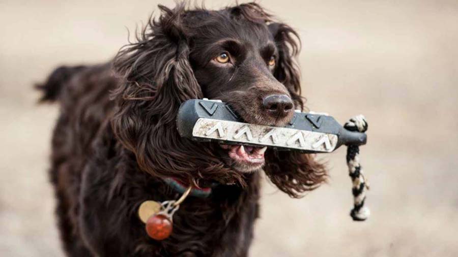 Boykin Spaniel (Face, Muzzle)