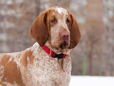 is the bracco italiano rare