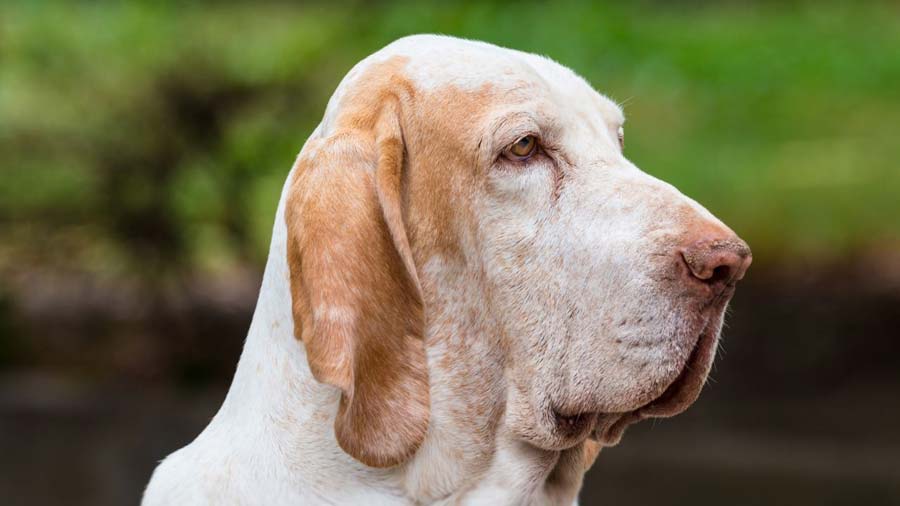 Bracco Italiano (Side View, Head)