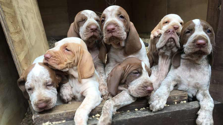 Bracco Italiano Puppy (Puppies, Face)