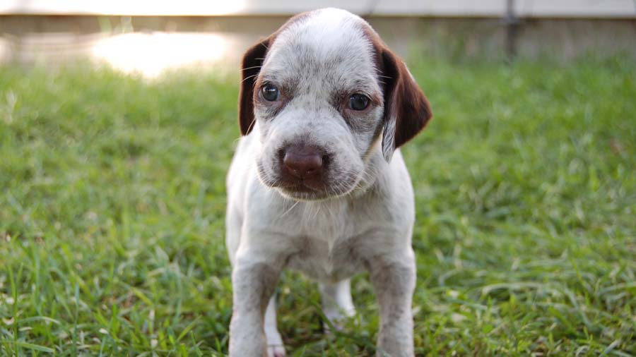 Braque du Bourbonnais Puppy (Face, Standing)