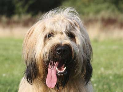 Briard