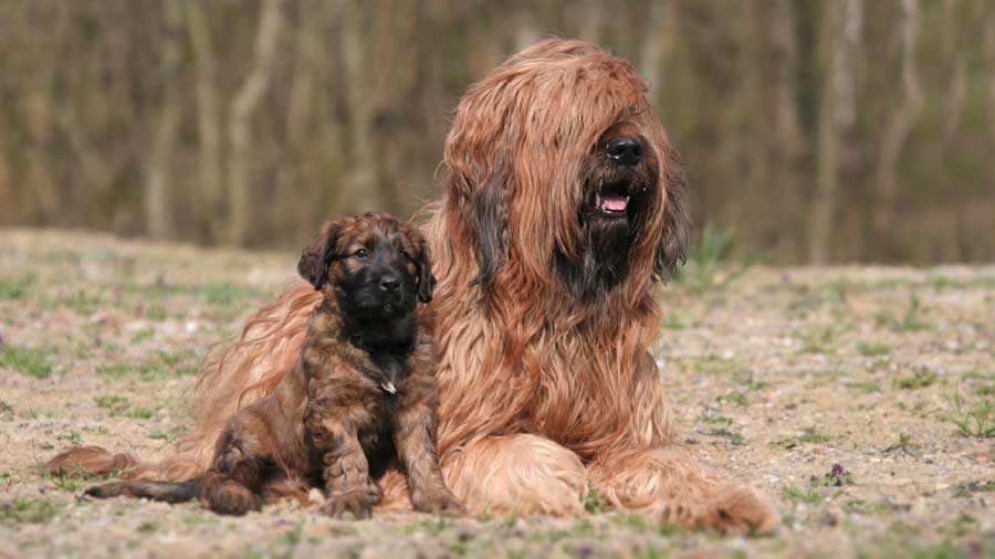 Briard (Tawny, Lying)