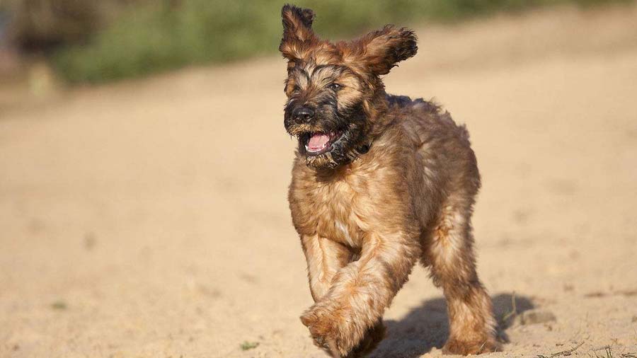 Briard Puppy (Tawny, Standing)