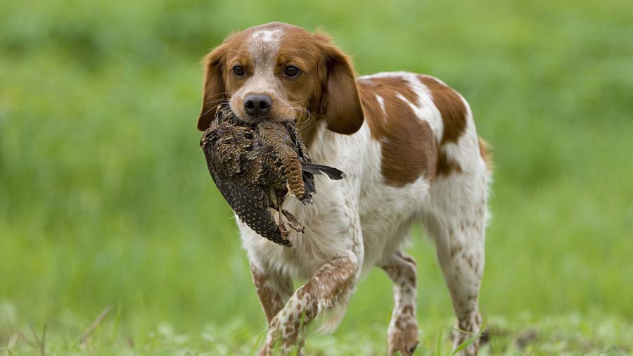 are brittany dogs friendly