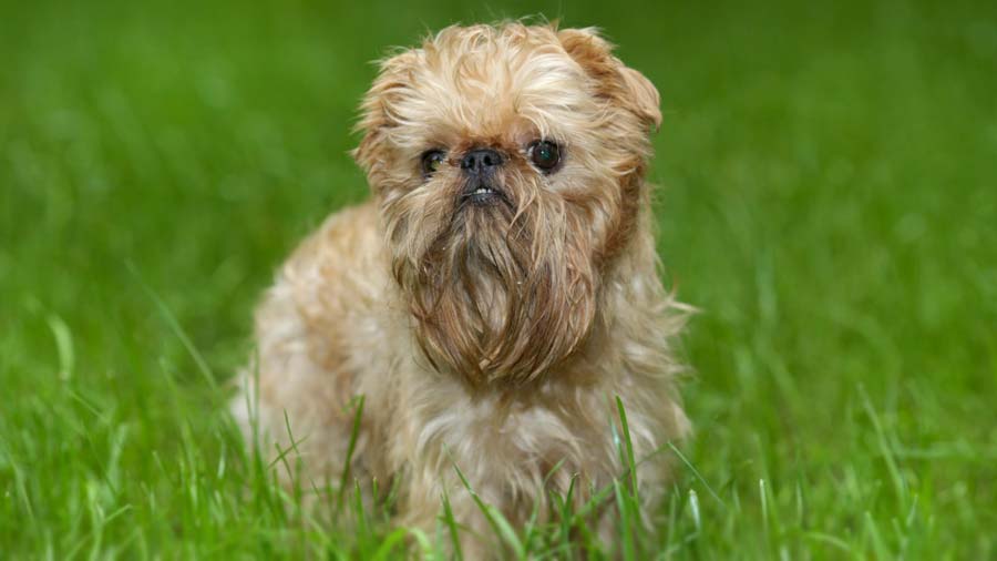 Brussels Griffon (Standing, Face)