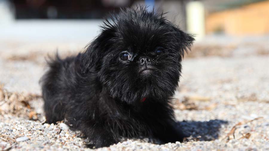 Brussels Griffon Puppy (Black, Face)