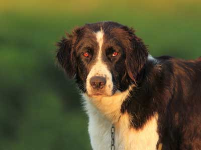 Bukovina Sheepdog