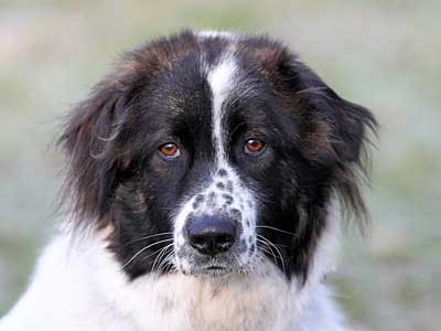 Bulgarian Shepherd Dog