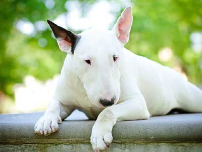 Bull Terrier - Price, Temperament, Life Span