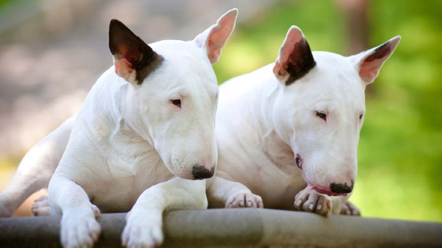 Bull Terrier (White & Black, Lying)