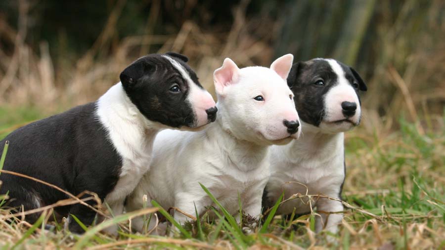 Bull Terrier Puppy (Puppies, Standing)
