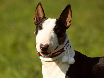 Miniature Bull Terrier