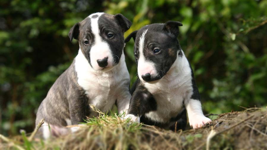 Miniature Bull Terrier Puppy (Black Brindle & White, Face)