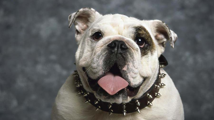 Bulldog (White, Head)