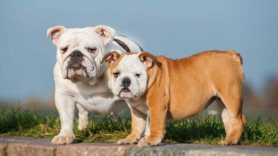 Bulldog (Face, Standing)