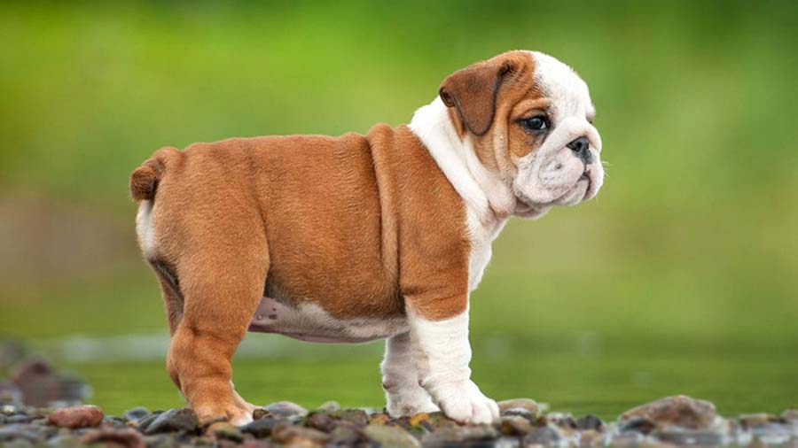 Bulldog Puppy (Side View, Standing)