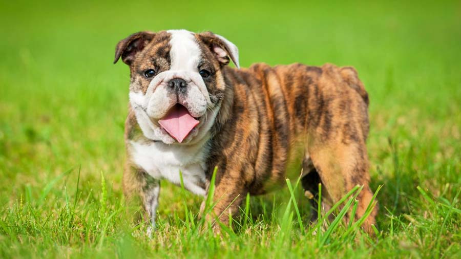 Bulldog Puppy (Standing, Brindle & White)