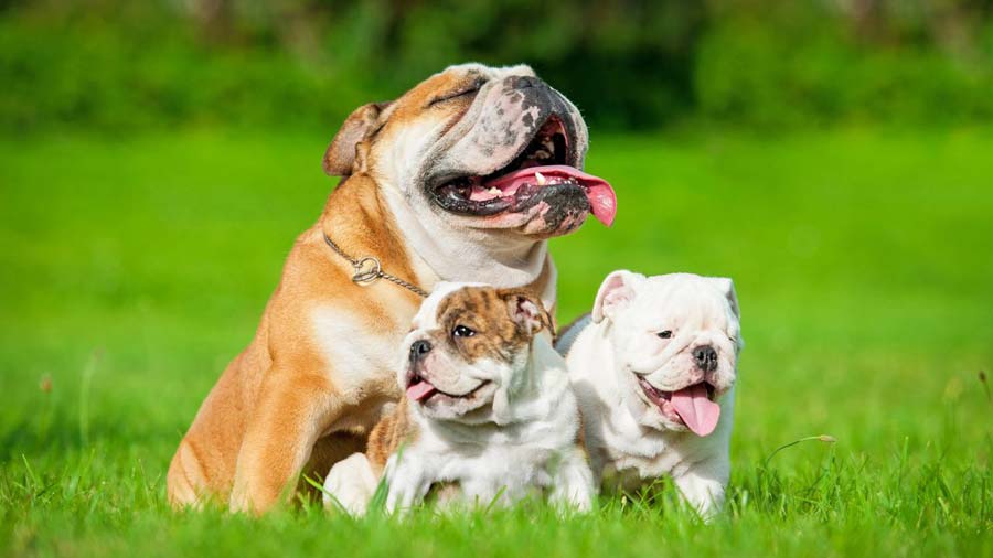 Bulldog Puppy (Sitting, Face)