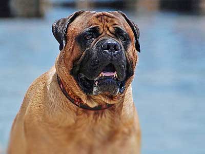 are bullmastiffs intelligent dogs