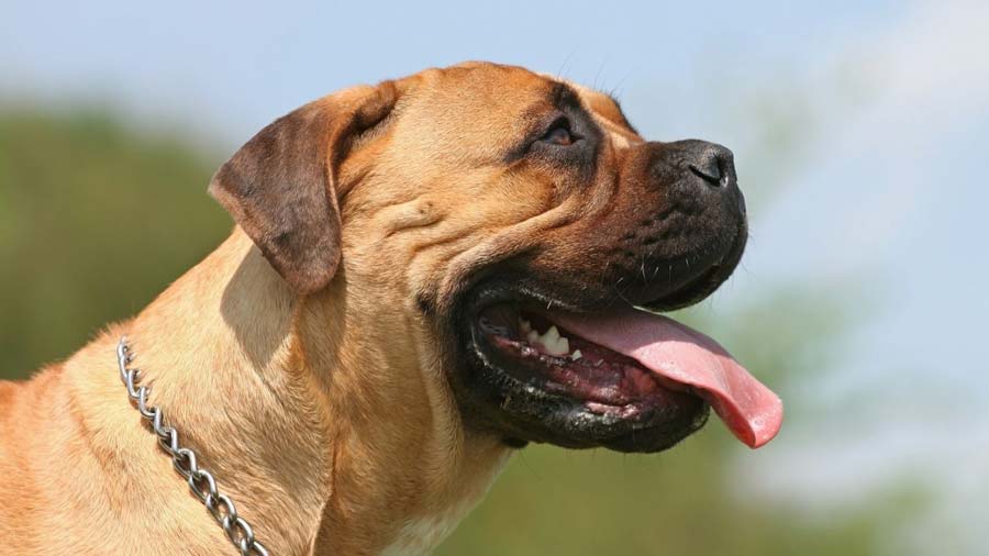 Bullmastiff (Fawn, Side View)