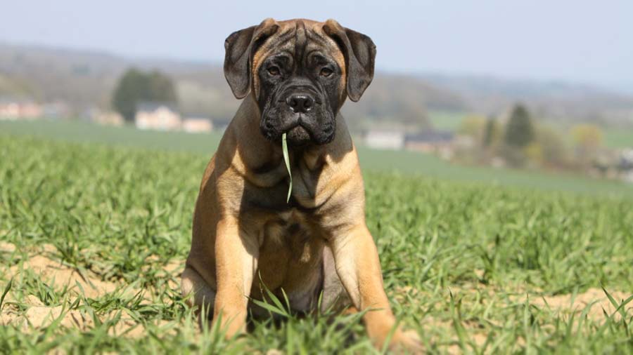 Bullmastiff Puppy (Sitting, Fawn)