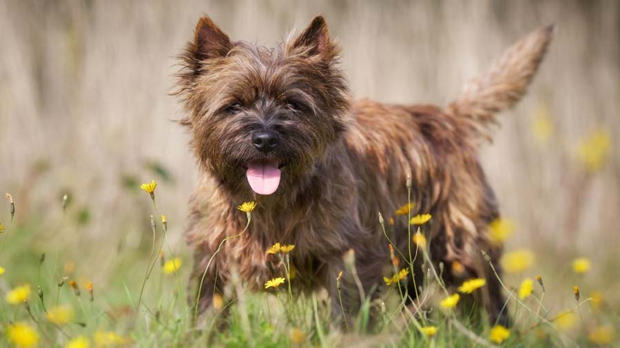 Cairn Terrier (Brindle, Standing)