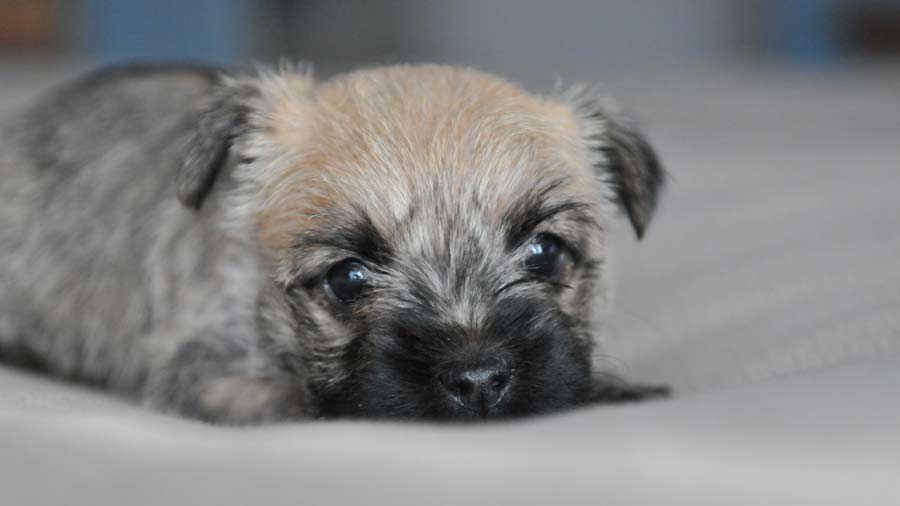 Cairn Terrier Puppy (Lying, Face)