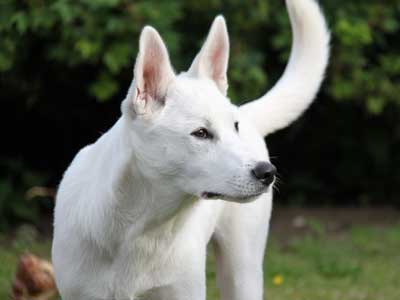 Canaan Dog