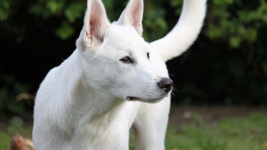 are canaan dogs good with other dogs