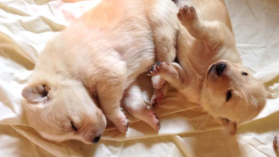 Canaan Dog Puppy (Sleep, Muzzle)