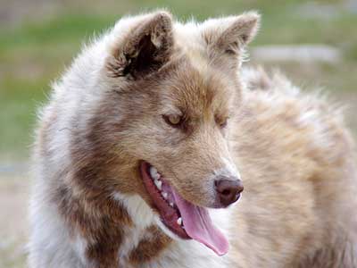 Canadian Eskimo Dog