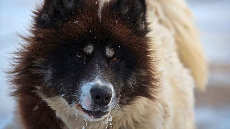 Canadian Eskimo Dog (Face, Muzzle)