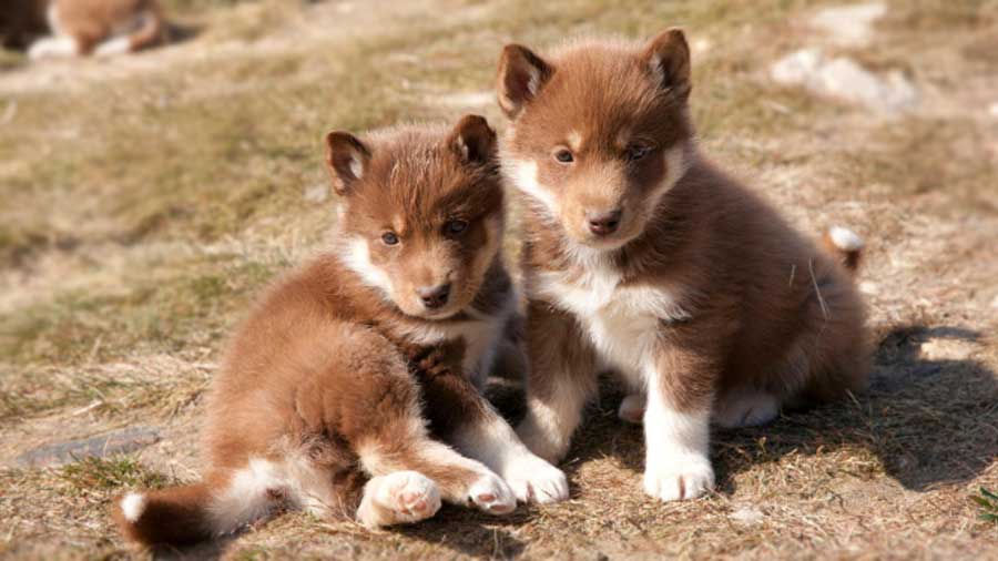 Canadian Eskimo Dog Puppy (Face, Muzzle)