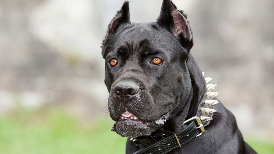 Cane Corso (Black, Face)