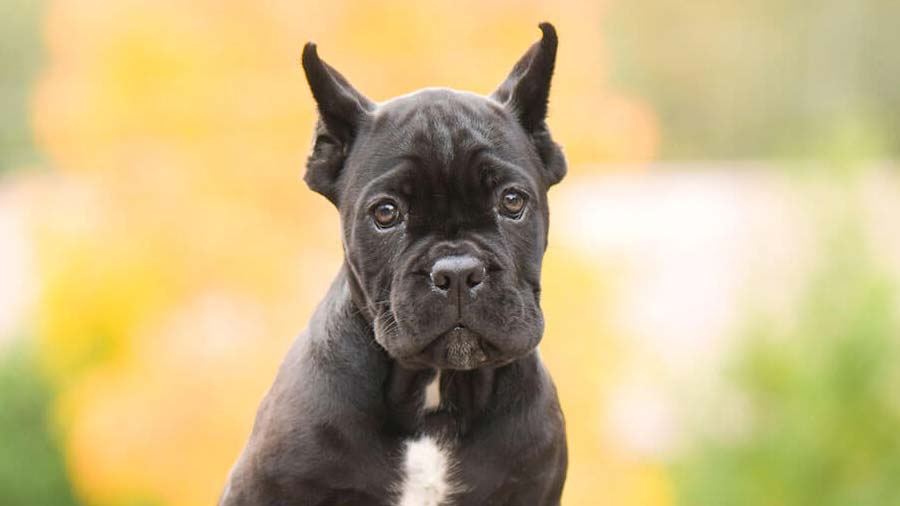 Cane Corso (Black, Face)