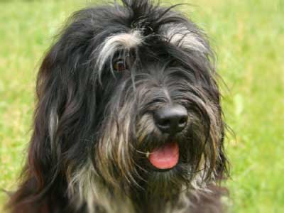 Cão da Serra de Aires