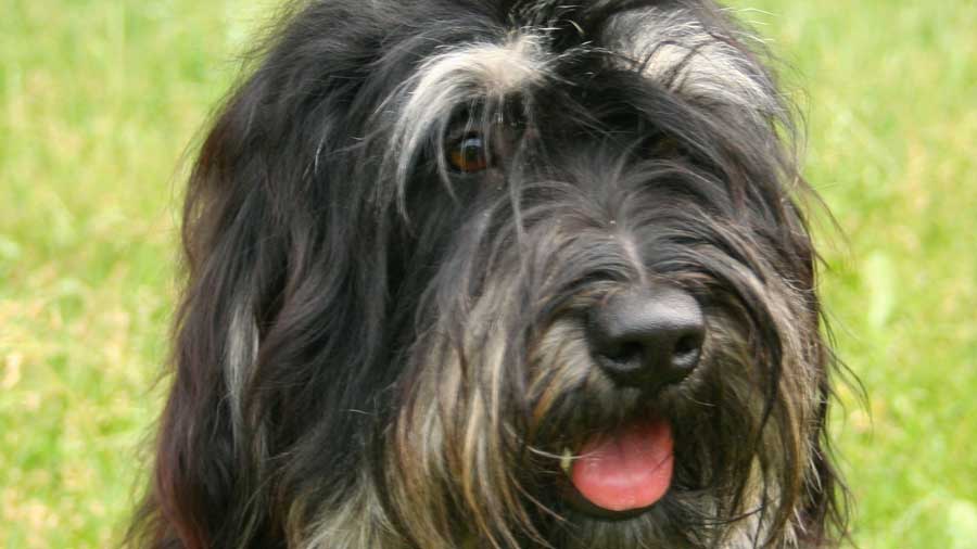 Cão da Serra de Aires (Face, Muzzle)