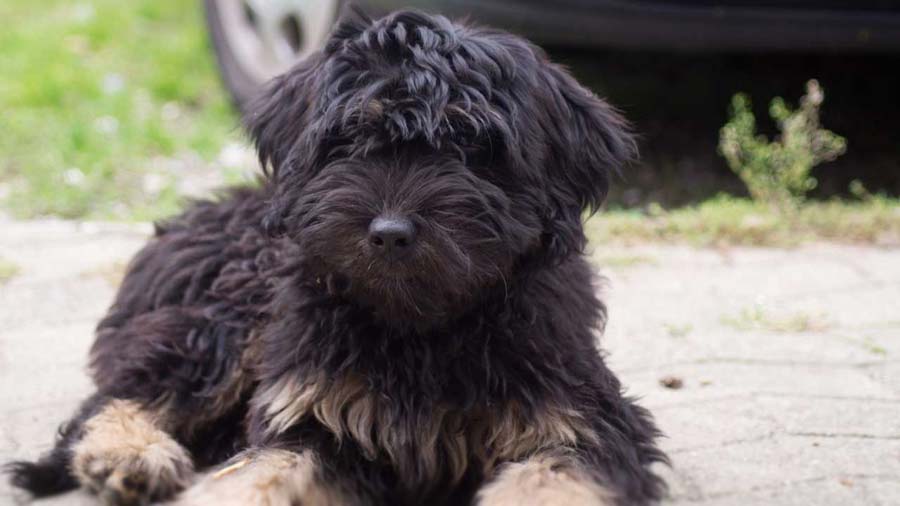 Cão da Serra de Aires (Lying, Muzzle)