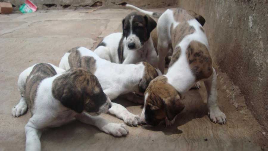 Caravan Hound Puppy (Puppies, Brindle & White)