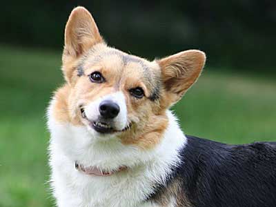 Cardigan Welsh Corgi