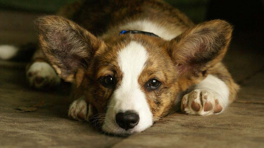 Cardigan Welsh Corgi (Brindle & White, Lying)