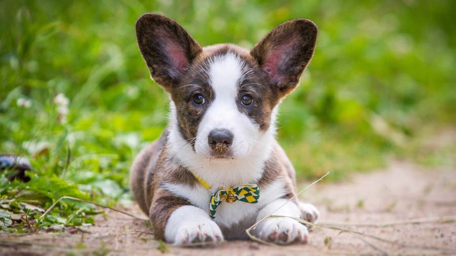 Cardigan Welsh Corgi Puppy (Face, Lying)