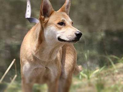 how much do canaan dog puppies cost