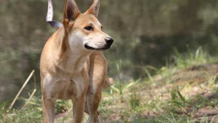 Carolina Dog (Yellow, Standing)