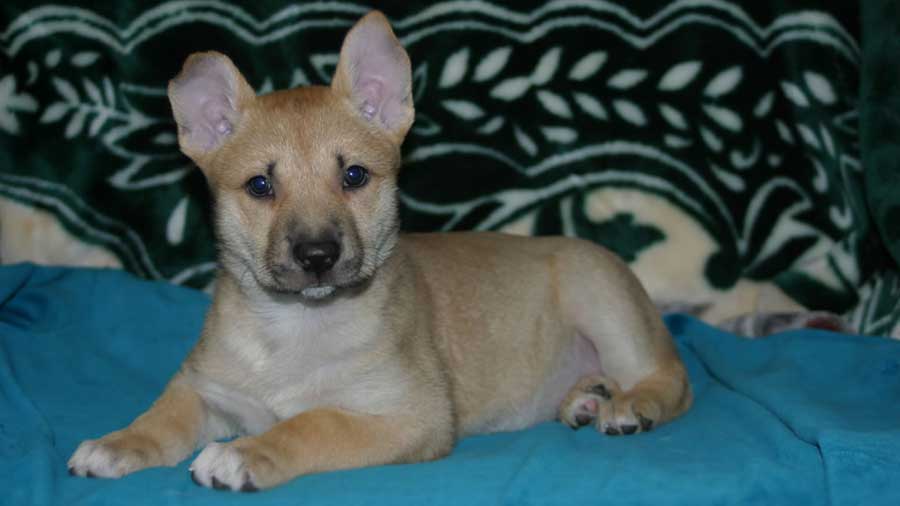 Carolina Dog Puppy (Lying, Face)